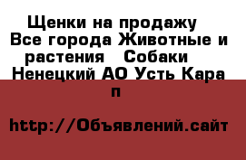 Щенки на продажу - Все города Животные и растения » Собаки   . Ненецкий АО,Усть-Кара п.